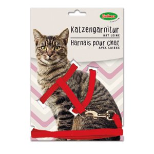 ARNES + CORREA GATO